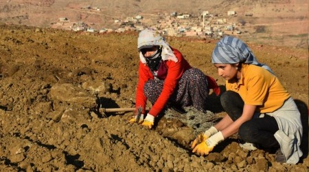 Mardin'de lavanta bahçesi oluşturuldu