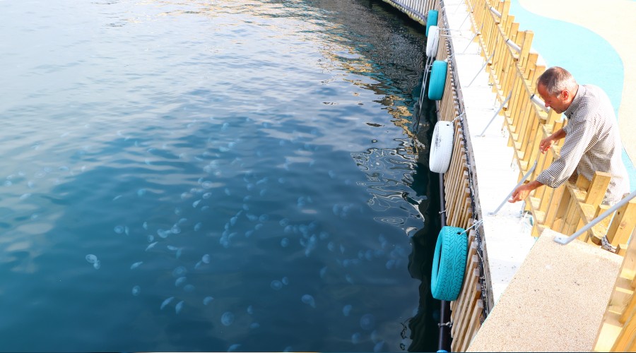 Marmara Denizi'nde deniz anası patlaması yaşanıyor