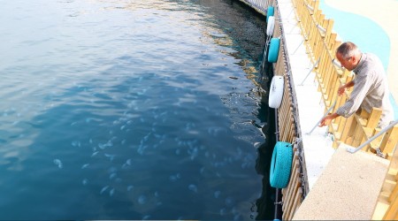 Marmara Denizi'nde deniz anası patlaması yaşanıyor