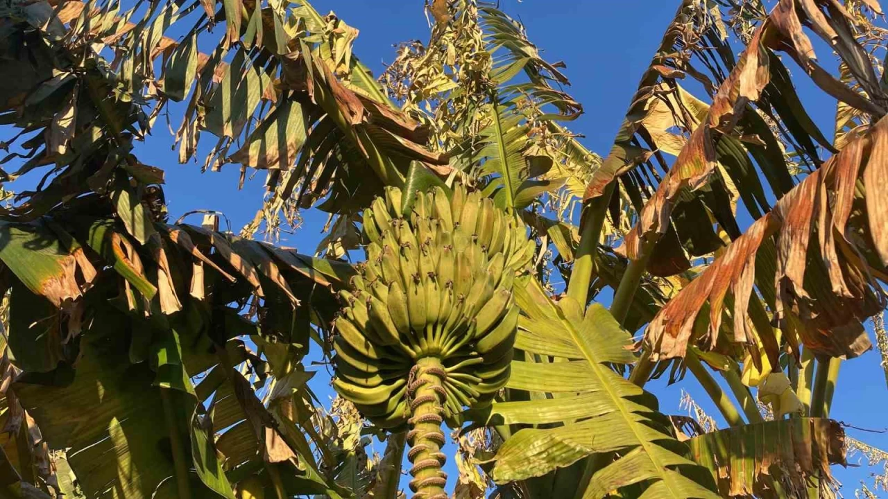 Mersin'de zirai don, aalara byk zarar verdi