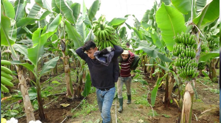 Muz üretimi toprağı çoraklaştırıyor