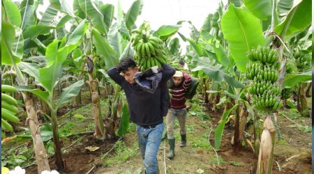 Muz üretimi toprağı çoraklaştırıyor