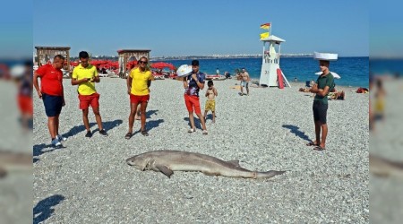 Ölü köpek balığı sahile vurdu