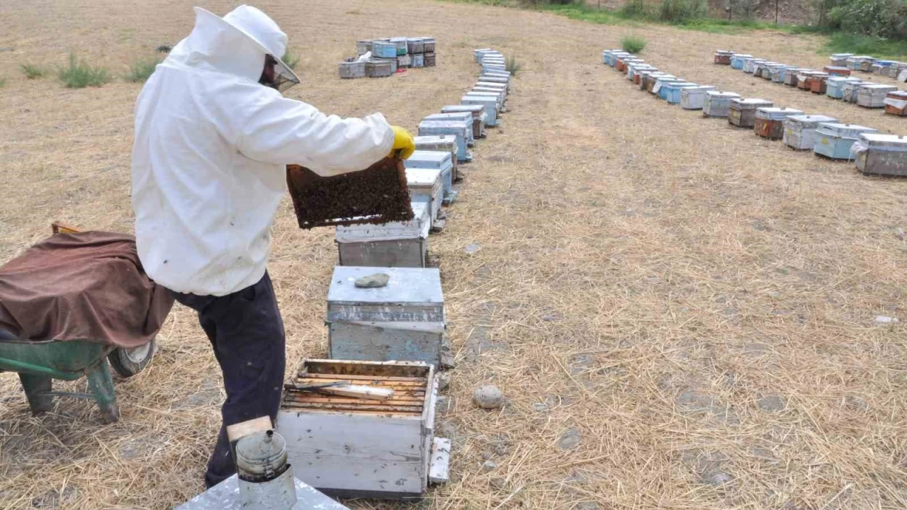 Organik karakovanda hasat zamanı