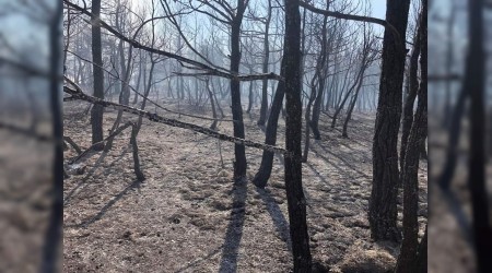 Orman yangınında 6 hektar alan zarar gördü