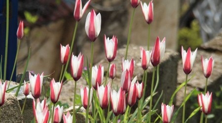 Osmanlı'nın kayıp lalesi koruma altına alınacak