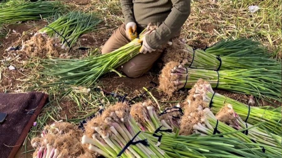 Şanlıurfa'da sarımsak alternatif ürün oldu