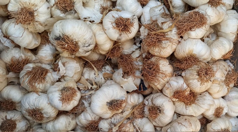 Sarımsağın kilosu 15 liraya düştü