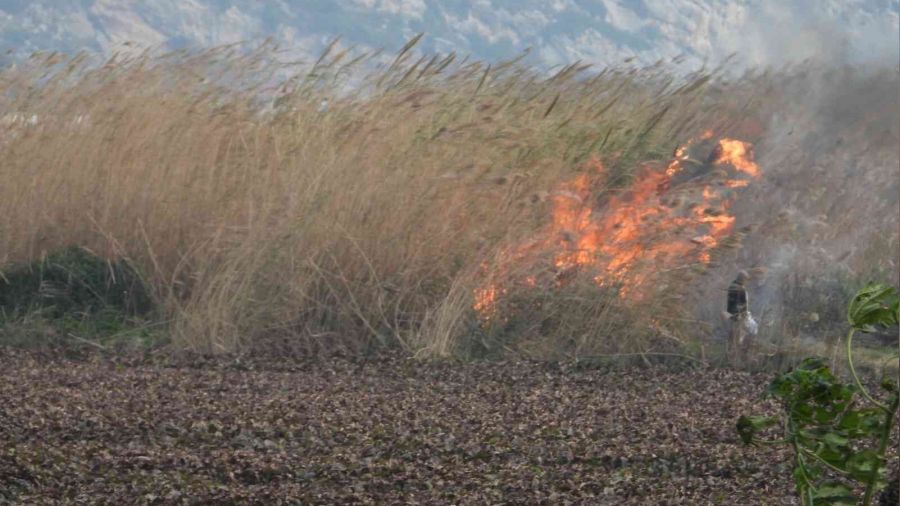 Sazlık alanda yangın çıkartan şahıs yakalandı