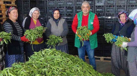 Silifke'den Irak'a bakla ihracatı başladı