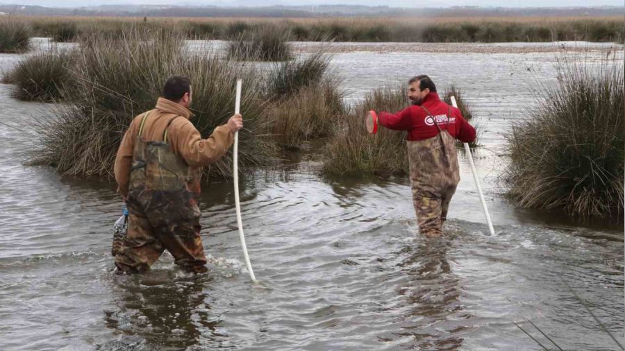 Sülük, onlar için ekmek kapısı