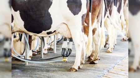 Süt üretimi alarm veriyor!