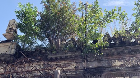 Tarihi binada ağaç yetişti