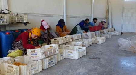 Tarım işçilerinin kayısı mesaisi sürüyor