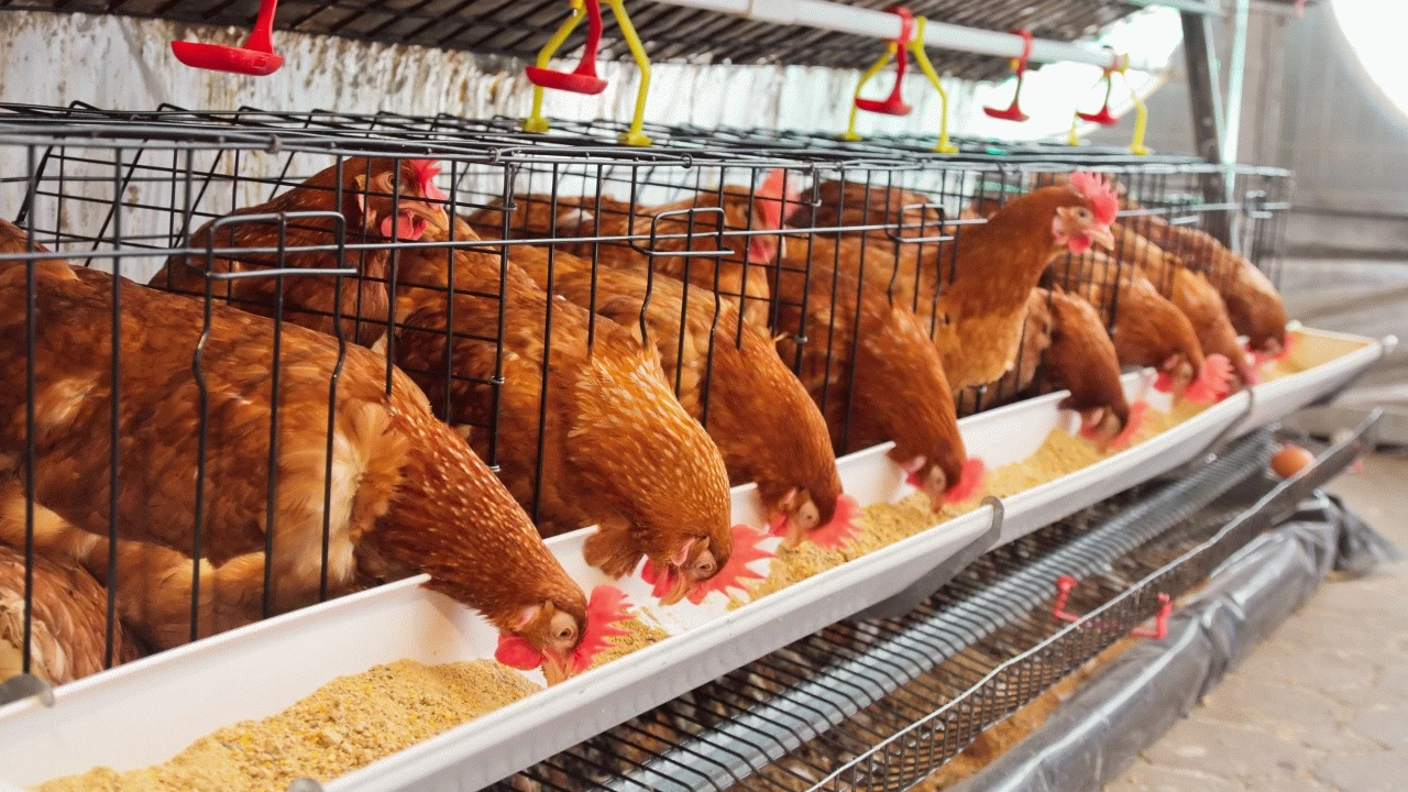 Tavuk ve yumurtada doğru bilinen yanlışlar