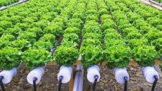 Turizmin başkenti Muğla, tarımda da liderliğe oynuyor