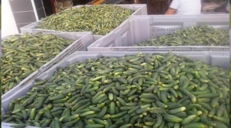 Turşuluk salatalıkta gecikme