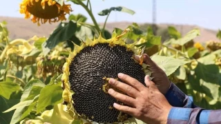 "reticiyi ithalatla terbiye etmekten vazgein"