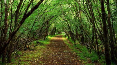 Yalova ormanlarına giriş ve çıkışlar yasaklandı