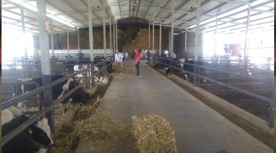 Yangından tahliye edilen hayvanlar için yem desteği