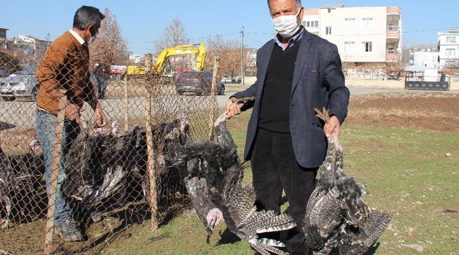 Yılbaşı kısıtlaması hindi satıcılarına yaradı