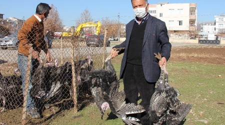Yılbaşı kısıtlaması hindi satıcılarına yaradı