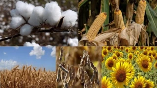 Yüreğir’de tarım: Bereketli topraklar, zorlu sınavlar