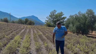 Zerdaal retimi Ortaca'da geliiyor