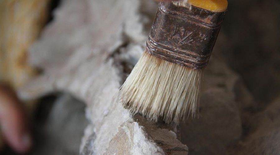 66 milyon yıl öncesine ait dinozor yumurtasında bakın ne bulundu