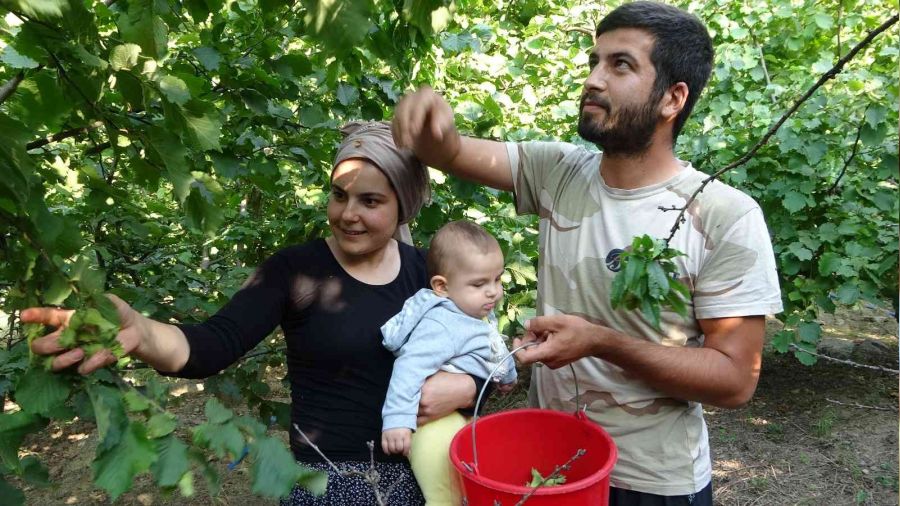 Adana'da da fındık hasadı başladı