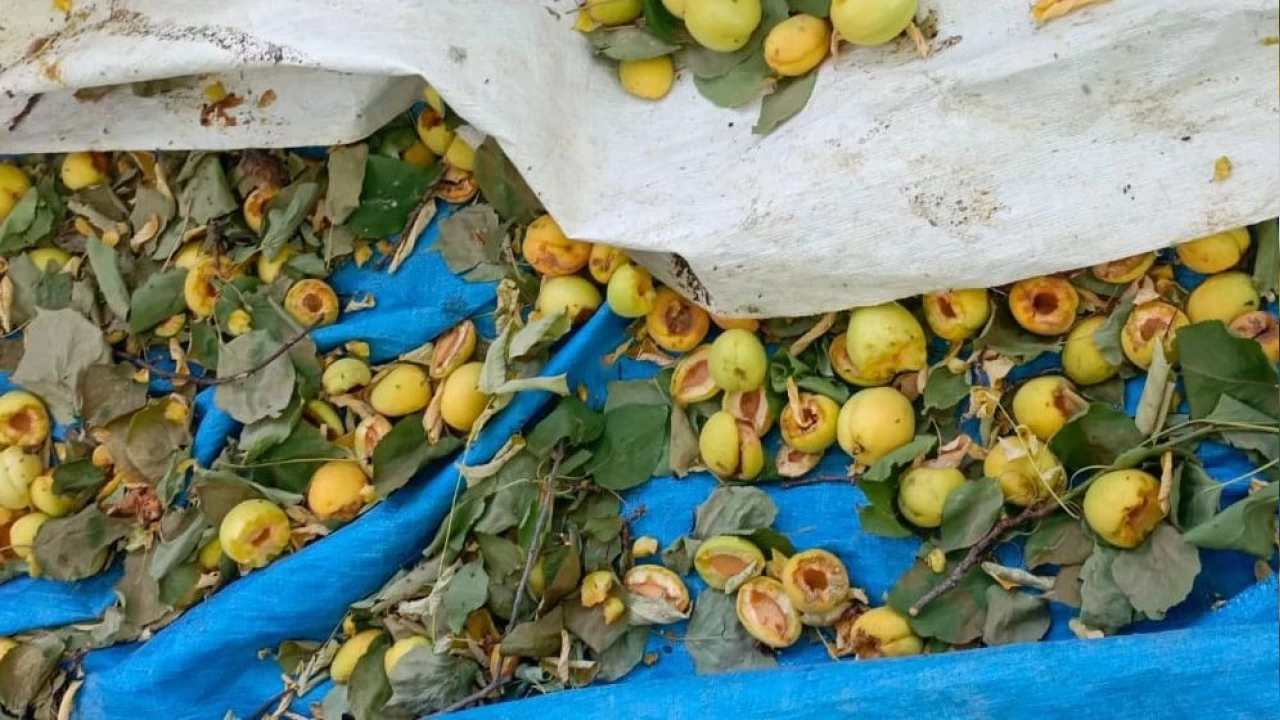 Ağaçlara ağaçkakanlar dadandı, kayısılar çöp oldu