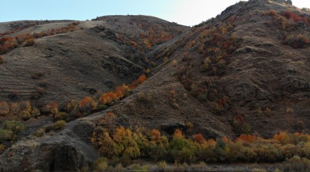 Ağrı dağlarında renk cümbüşü
