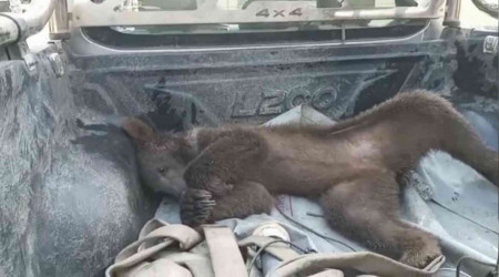 Balı fazla kaçıran ayı fenalaştı