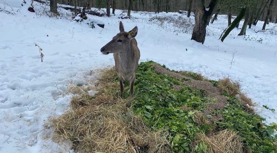 Belgrad Ormanı'ndaki geyikler böyle beslendi