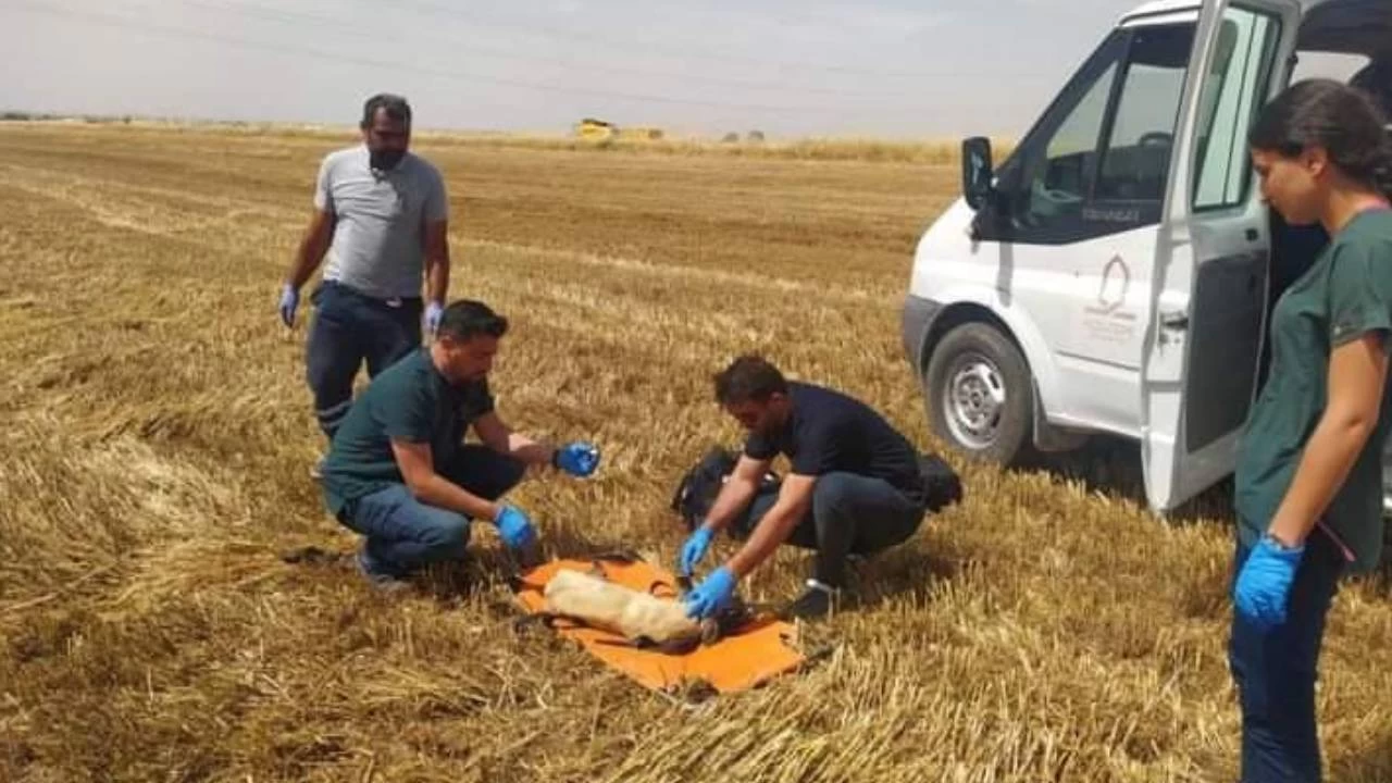 Buğday tarlasında ayakları kesilen köpek tedavi altına alındı