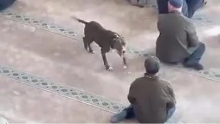 Camiye giren pitbull yakalandı, sahibine işlem yapıldı