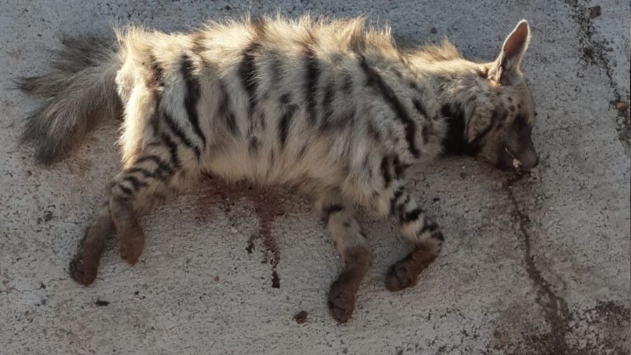 Çizgili sırtlana araç çarptı