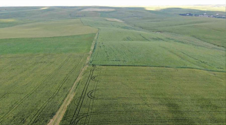 'Demek ki ekince bitiyormuş' diyeceğiniz bir haber