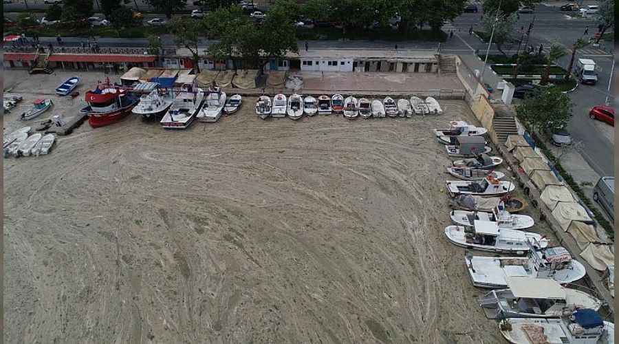 Deniz salyasının zararı sanılandan büyük