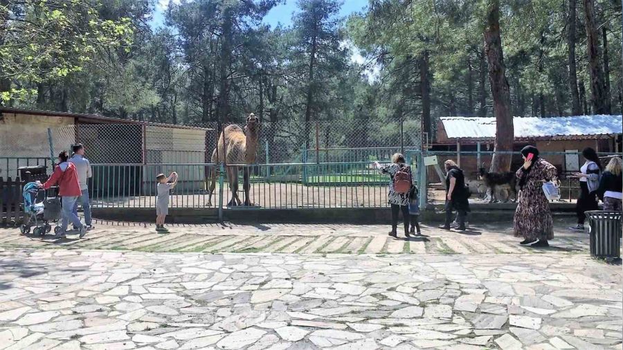 Deve ısırmıştı, önlemler artırıldı