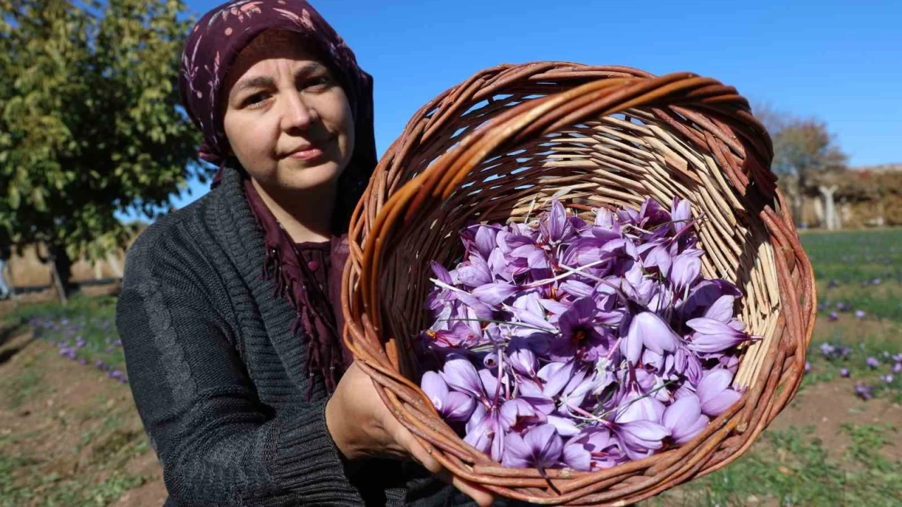 Elazığ'da kadın girişimciler safran üretiyor, gramla satılıyor