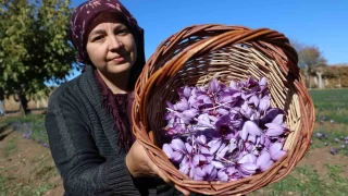 Elazığ'da kadın girişimciler safran üretiyor, gramla satılıyor