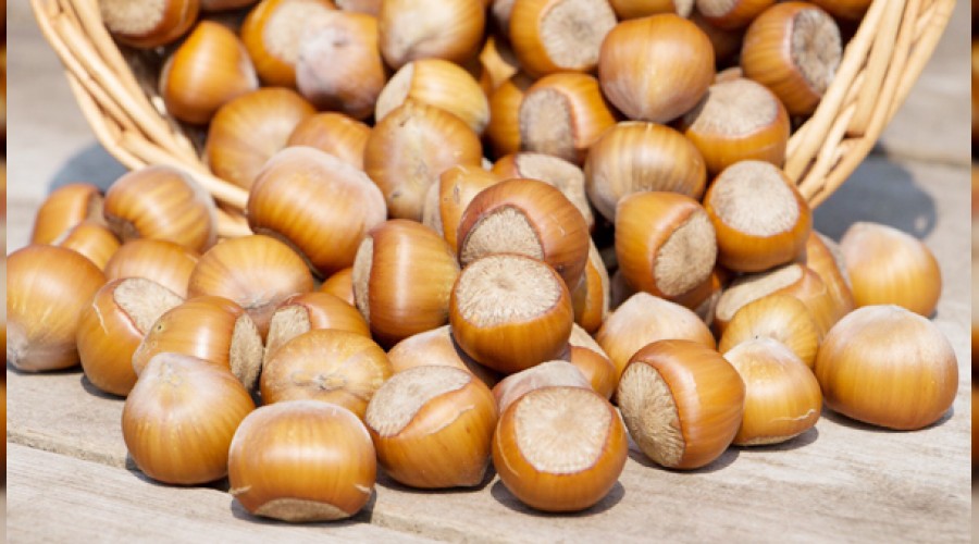 En fazla fındığı İtalya'ya sattık