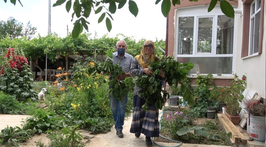 Evlerinin bahçesinde ipekböceği yetiştiriyorlar