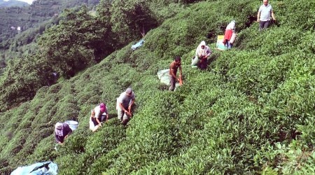 Giresun çay üretiminde de iddialı