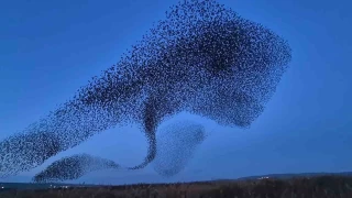 Gökyüzünde terapi etkisi: Sığırcıklardan muhteşem dans