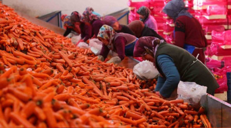 Havuç dünya pazarına hazırlanıyor