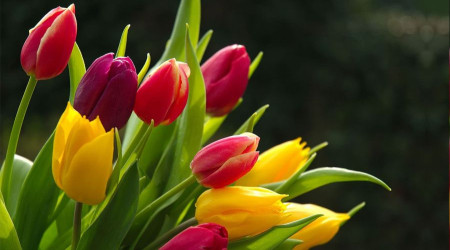 Hz. Fatıma’nın son günleri