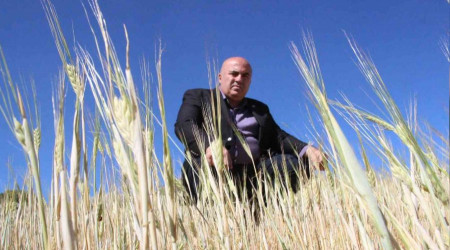 İlkbahar yağışlarının azlığı kıraç arazilerdeki buğday ve arpayı kuruttu