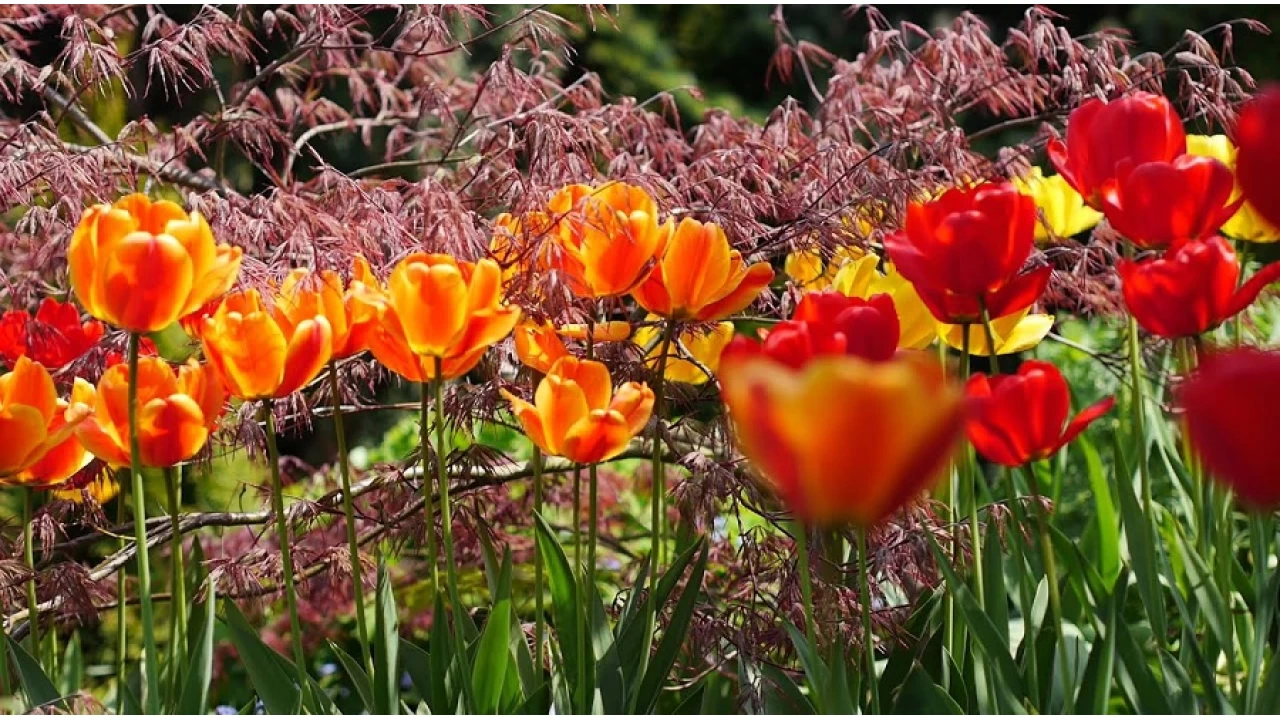 İmam Ali Naki'ye sorular ve cevapları -2-